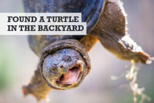 What to Do When You Find a Turtle in Your Backyard - Easy