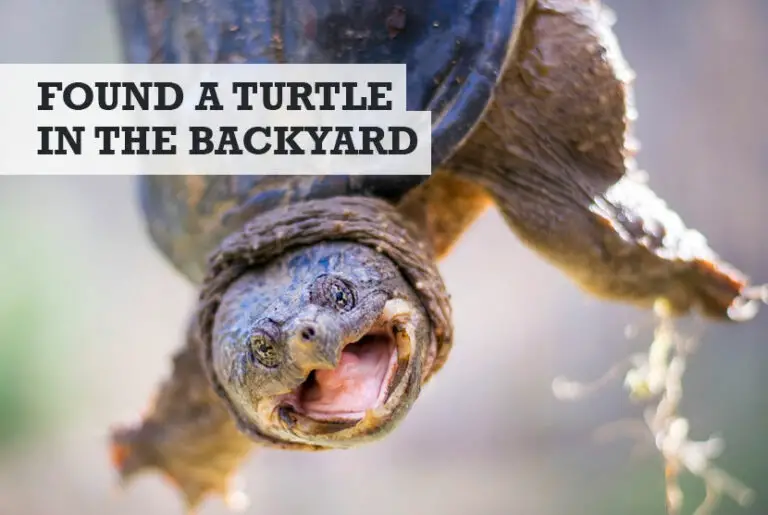 What to Do When You Find a Turtle in Your Backyard Easy