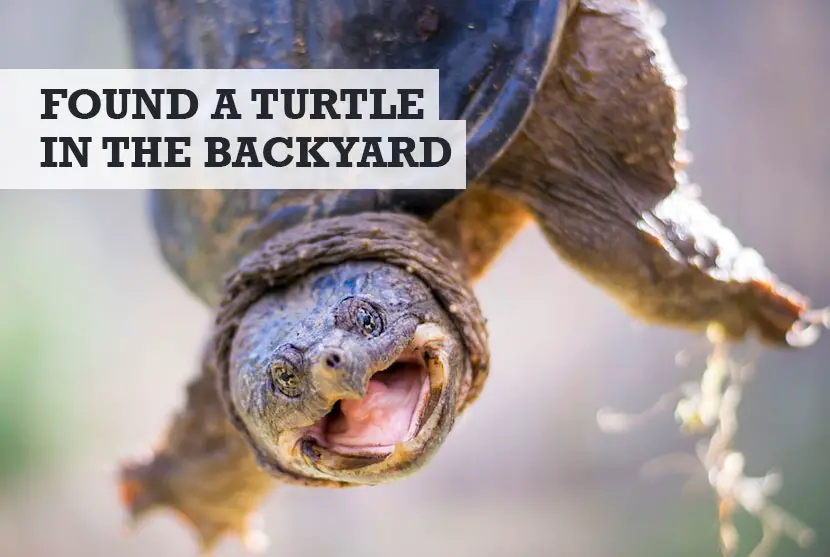 what to do when you find a turtle in your backyard