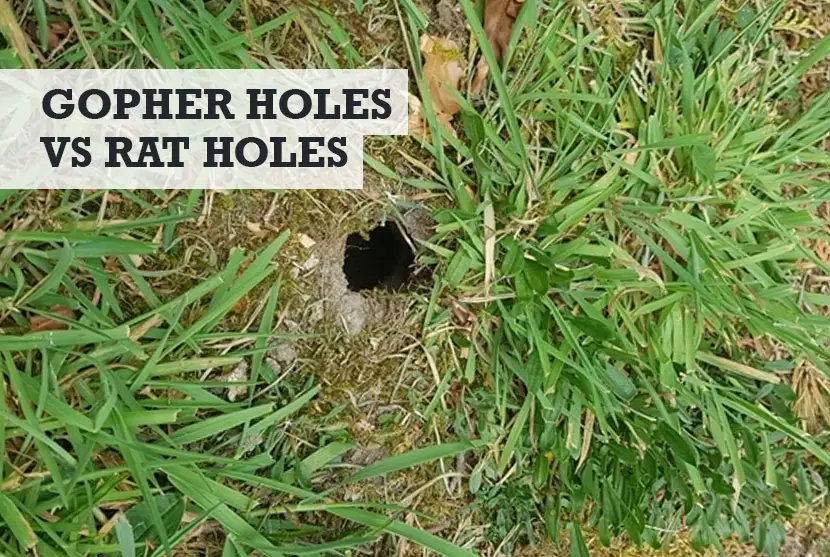 Gopher Holes vs Rat Holes