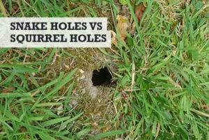 Snake Holes vs Squirrel Holes (How to Tell the Difference)